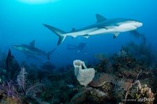 Sharks Sharks