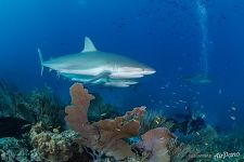 Sharks. Gardens of the Queen, Cuba Sharks. Gardens of the Queen, Cuba
