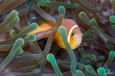 Clownfish Clownfish