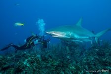 Shark and diver Shark and diver