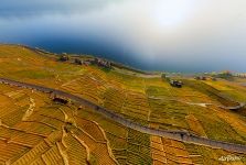 Swiss Riviera Vineyards