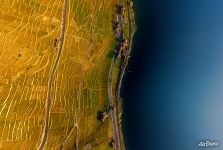 Vineyards and Lake Geneva