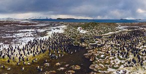 Penguins, South Georgia Island #19