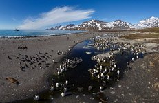 Penguins, South Georgia Island #10