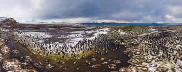 Penguins, South Georgia Island #18