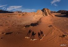 Shadows of camels