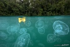Jellyfish Bay