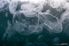 Jellyfishes of Indonesia