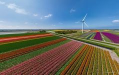 Tulip fields in the Netherlands