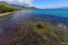 Bear on the fishing, Kurile Lake, Kamchatka, Russia Bear on the fishing, Kurile Lake, Kamchatka, Russia