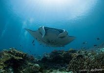 Manta ray