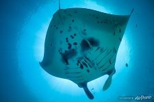 Manta ray