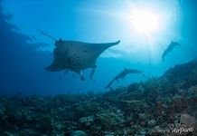 Manta rays