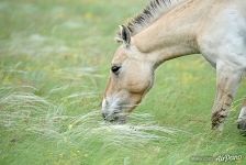 Przewalski's horse named Oliva. Pre-Ural Steppe