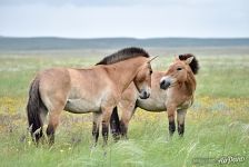 Przewalski's horses. Pre-Ural Steppe