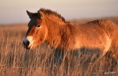 Wild and thoroughbred Przewalski's horse. Pre-Ural Steppe