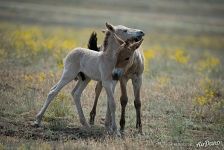 First free-born thoroughbred foals of Przewalski's horses. Pre-Ural Steppe