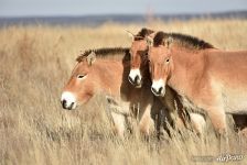 Przewalski's horses. Pre-Ural Steppe Przewalski's horses. Pre-Ural Steppe