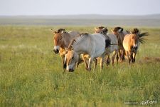 French harem group of Przewalski's horses in the Reintroduction Center in the Pre-Ural Steppe French harem group of Przewalski's horses in the Reintroduction Center in the Pre-Ural Steppe