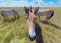 Przewalski's horses at Pre-Ural Steppe Przewalski's horses at Pre-Ural Steppe