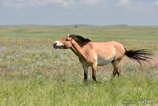 Przewalski's horse. Pre-Ural Steppe