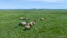 Family group of Przewalski’s horses Family group of Przewalski’s horses