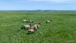 Family group of Przewalski’s horses