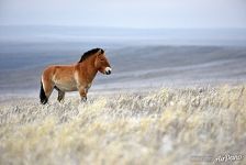 Aven, harem stallion. Pre-Ural Steppe