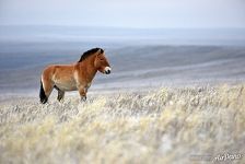 Aven, harem stallion. Pre-Ural Steppe Aven, harem stallion. Pre-Ural Steppe