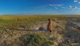 Marmot. Pre-Ural Steppe