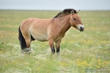 Aven, harem stallion. Pre-Ural Steppe