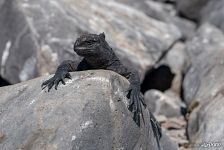 Galápagos marine iguana