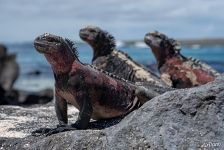 Sea iguanas Sea iguanas