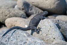 Galápagos marine iguana Galápagos marine iguana