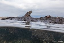 Marine iguana Marine iguana