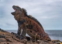 Marine iguana Marine iguana