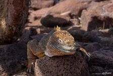 Marine iguana