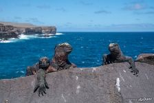Galápagos marine iguanas