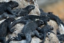 Iguanas Iguanas