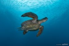 Sea turtle Sea turtle