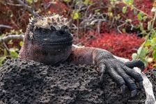 Galápagos marine iguana Galápagos marine iguana