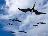 Frigatebirds Frigatebirds
