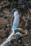 Blue-footed booby Blue-footed booby