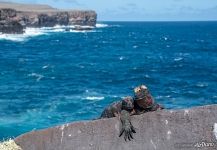 Marine iguanas Marine iguanas