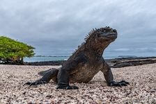 Marine iguana Marine iguana