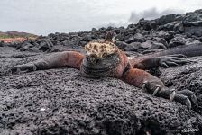 Galápagos marine iguana Galápagos marine iguana