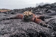 Galápagos marine iguana