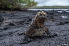 Marine iguana Marine iguana
