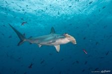 Hammerhead shark Hammerhead shark
