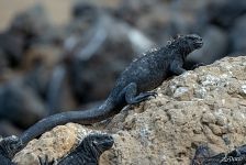 Galápagos marine iguana Galápagos marine iguana